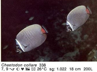 Chaetodon collare